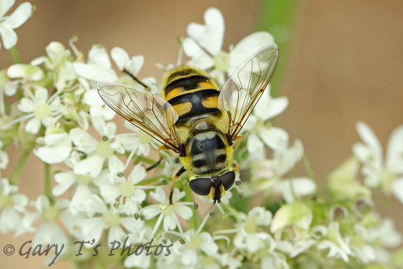 Hoverfly Species-S2
