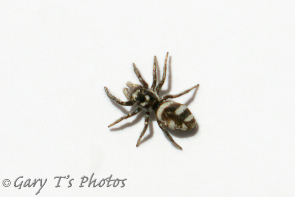 Spider Species-B