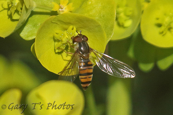 Hoverfly Species-O