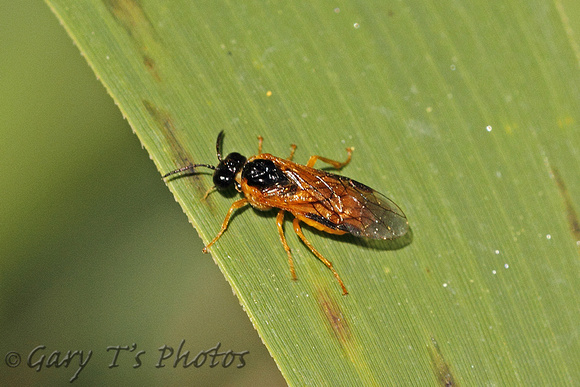 Sawfly Species-A