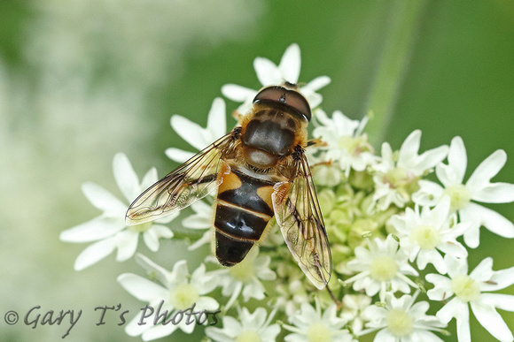 Hoverfly Species-Y2