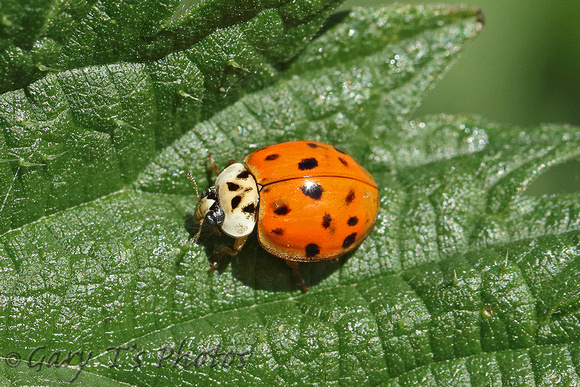 Ladybird Species-D