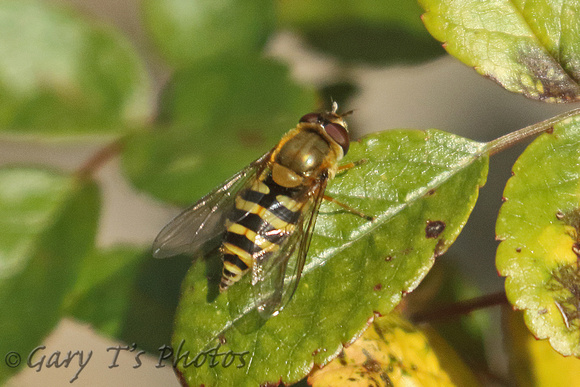 Hoverfly Species-A2