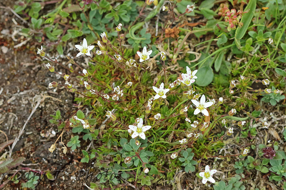 Flower Species-White D