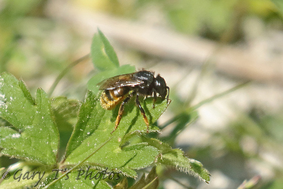 Leafcutter Bee Species-A