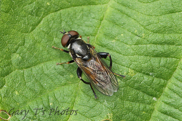 Hoverfly Species-J