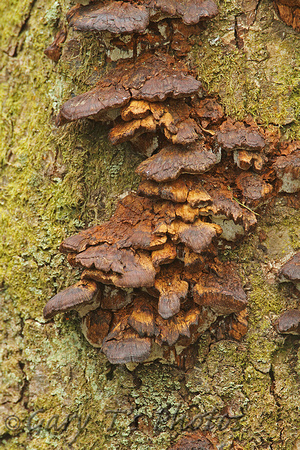 Fungi Species-C