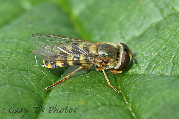 Hoverfly Species-D3