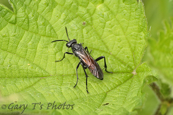 Wasp Species-B (Black Legs)