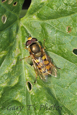 Hoverfly Species-K3