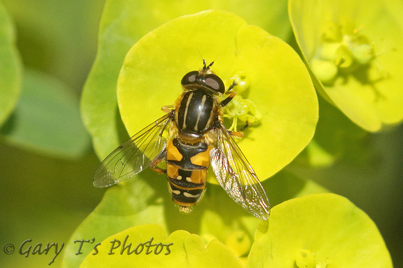 Hoverfly Species-P