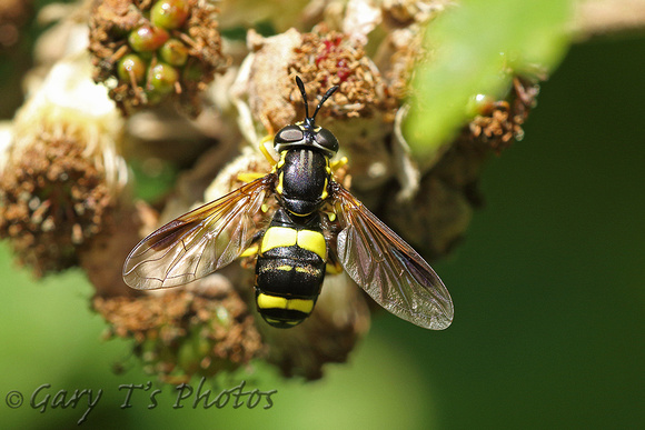 Hoverfly Species-M3