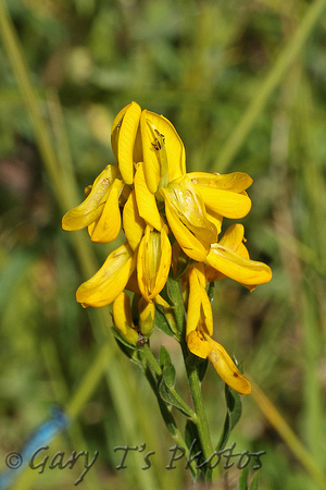 Flower Species-Yellow A