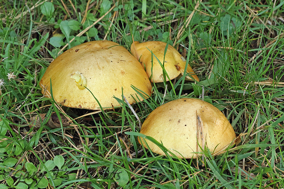 Fungi Species-L2