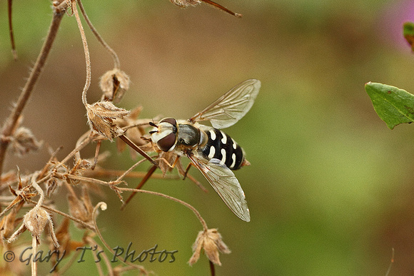 Hoverfly Species-L3