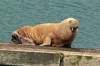 Walrus (Odobenus rosmarus - Immature Male)