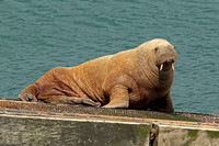 Walrus (Odobenus rosmarus - Immature Male)