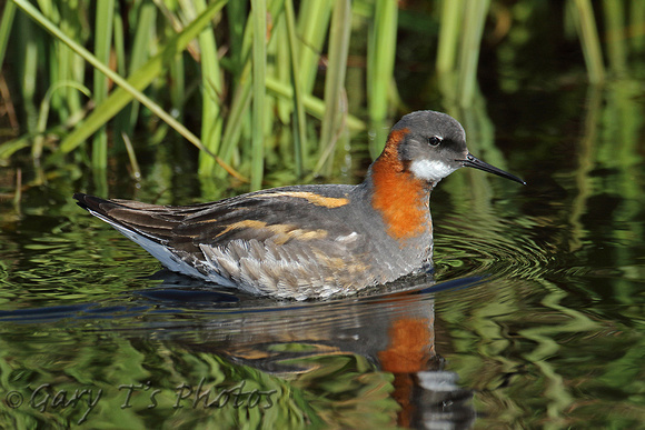 Red-necked Phalarope (Female Summer)