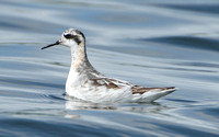 Red-necked Phalarope (Adult Moulting)