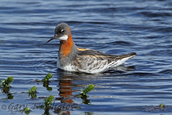 Red-necked Phalarope (Female Summer)