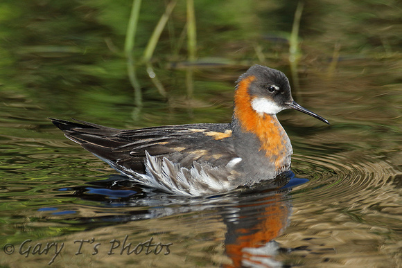 Red-necked Phalarope (Female Summer)