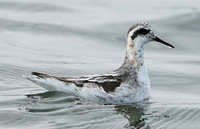 Red-necked Phalarope (Adult Moulting)