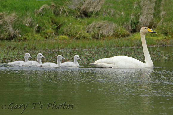 Whooper Swan (Adult & Immatures)