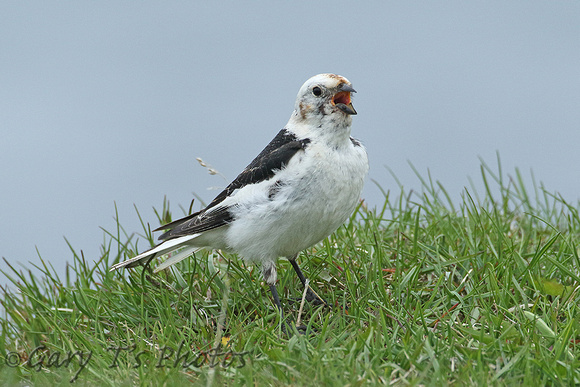 Snow Bunting (Male Summer)
