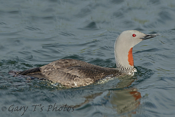 Red-throated Diver (Adult Summer)
