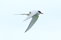Arctic Tern (Adult Summer)