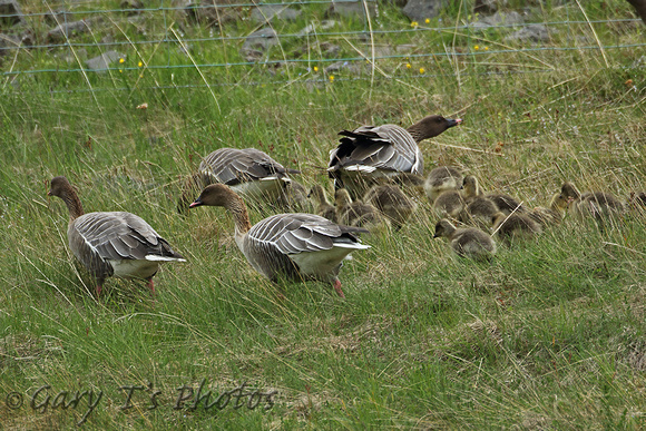 Pink-footed Goose (Adults & Immatures)