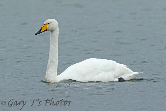 Whooper Swan (Adult)