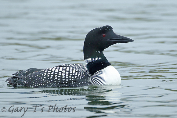 Great Northern Diver (Adult Summer)