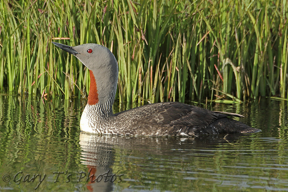 Red-throated Diver (Adult Summer)