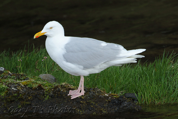 Glaucous Gull (Adult Summer)