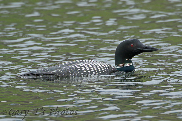 Great Northern Diver (Adult Summer)