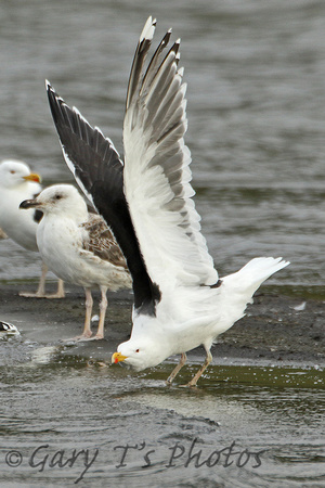 Great Black-backed Gull (Adult Summer)