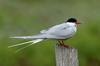 Arctic Tern (Adult Summer)