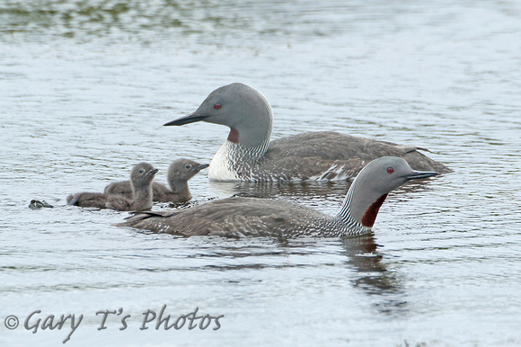 Red-throated Diver (Family)