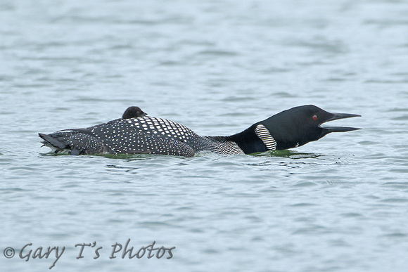 Great Northern Diver (Adult Summer & Immature)