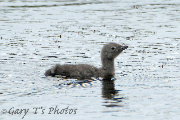Red-throated Diver (Immature)