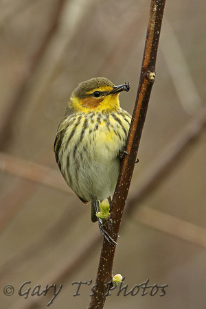 Cape May Warbler (Female)
