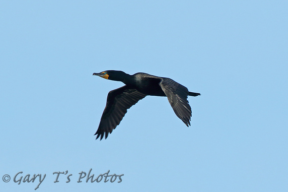 Double-crested Cormorant (Adult Summer)