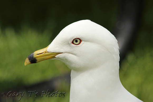 Ring-billed Gull (Adult Summer)