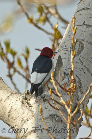 Red-headed Woodpecker (Male)