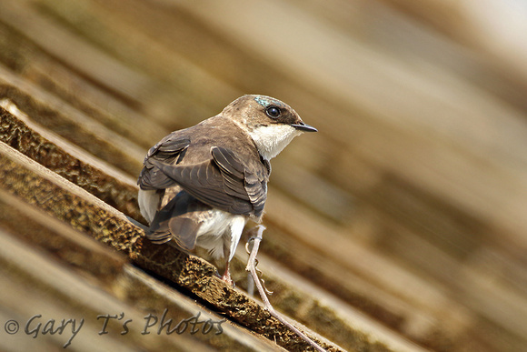 Tree Swallow (Female)