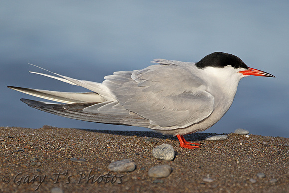 Common Tern (Adult Summer)