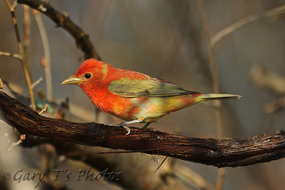 Summer Tanager (1st Summer Male)