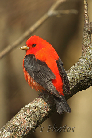 Scarlet Tanager (Male)