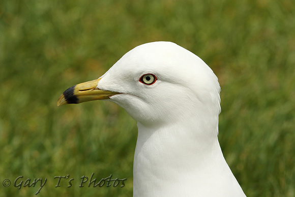 Ring-billed Gull (2nd Summer)